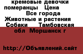 кремовые девочки померанцы › Цена ­ 30 000 - Все города Животные и растения » Собаки   . Тамбовская обл.,Моршанск г.